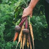 Samen Maier - Semi per coltivare verdure e ortaggi 