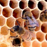 Accessoires pour les abeilles et l'apiculture