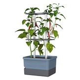 Charly Chili - Planting Chilies Made Easy