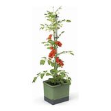 Gusta Garden - La línea Tom Tomato ideal para plantar tus ricos tomates