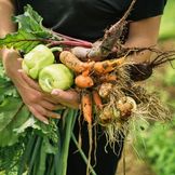 Fröboxar för hemodlade grönsaker