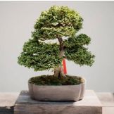 Semi per bonsai da tutto il mondo
