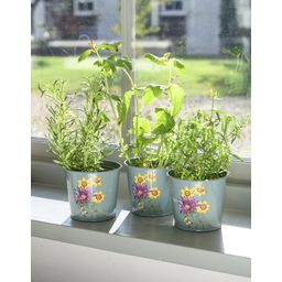 Asteraceae - Set di Vasi per Erbe Aromatiche - 1 set