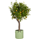 Bourgeon Pot de Plantation en Géotextile ∅ 40 cm - Vert