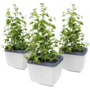 Herbs Buddy - 3-delni set, bela
