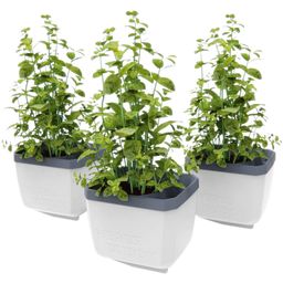 Gusta Garden Herbs Buddy - Set di 3 Pezzi - Bianco