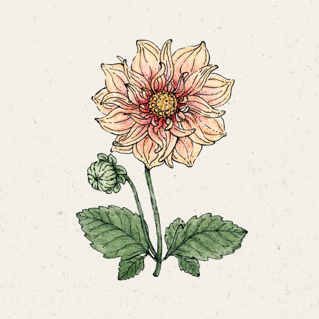 Jora Dahl Dahlia 