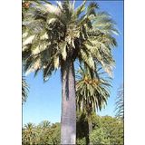 TROPICA Čilska palma