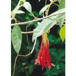 TROPICA Fuchsia de Bolivie