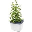 Herbs Buddy, bela