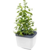 Paul Potato Herbs Buddy