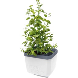 Gusta Garden Herbs Buddy - bela