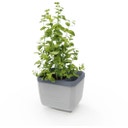 Gusta Garden Herbs Buddy - hellgrau