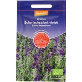 De Bolster Salvia Annuale Viola