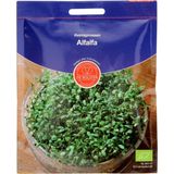 Kiełki lucerny "Alfalfa"