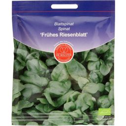 De Bolster Spinach "Early Giant Leaf"