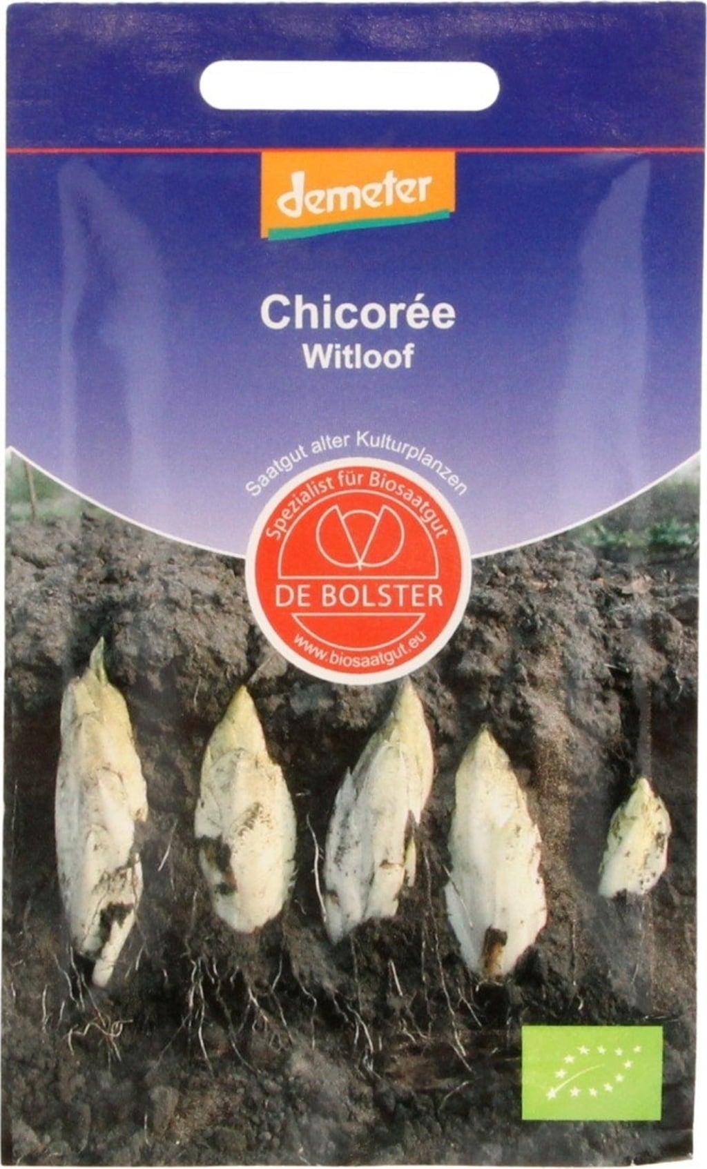 De Bolster Endive "Holländischer Mittelfrüher"