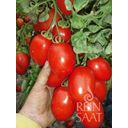 ReinSaat Tomate 