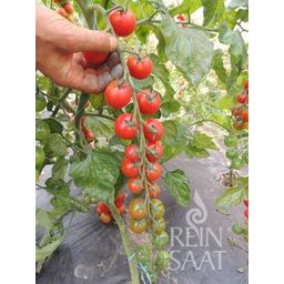 ReinSaat Tomates Cherry 