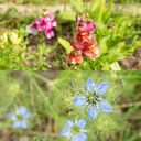 Own Grown Historické kvety 8 druhov