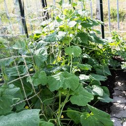 Own Grown Filet de Jute pour Plantes Grimpantes