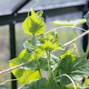 Own Grown Filet de Jute pour Plantes Grimpantes
