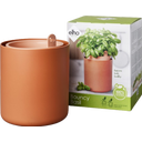 Bouncy Basil Herb Pot, Toffee Terra