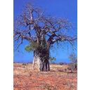 TROPICA Drevo baobab - 6 zrn.