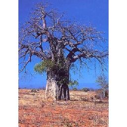 TROPICA Drevo baobab - 6 zrn.