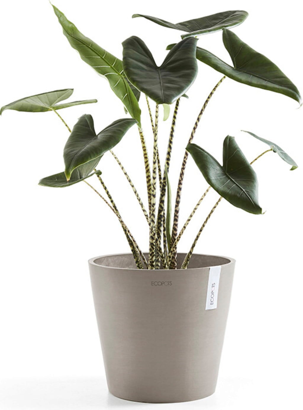 Ecopots Kruka Amsterdam taupe - Ø 30 cm, höjd 25,4 cm