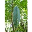 TROPICA Mountain Papaya - 10 Seeds