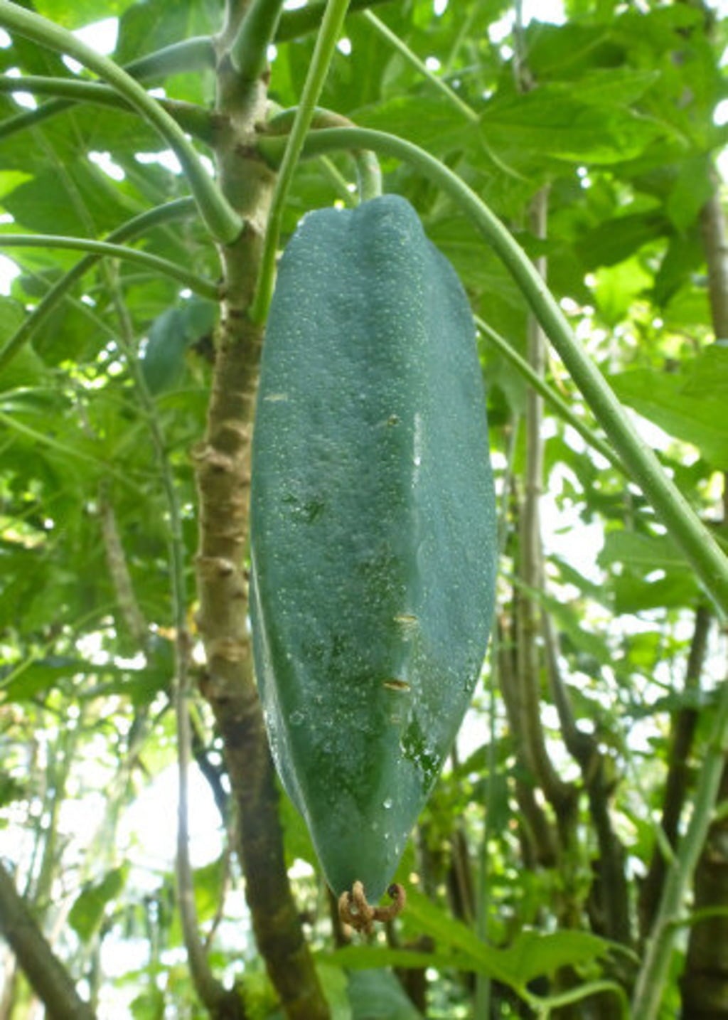 TROPICA Berg-Papaya - 10 Korn