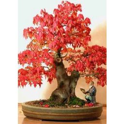 TROPICA Red Maple - 20 Seeds