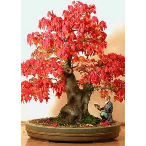 TROPICA Red Maple - 20 Seeds