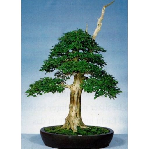 TROPICA Chaste Tree - 1 Pkg
