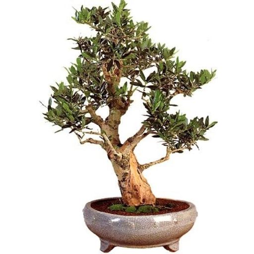 TROPICA Olive Tree Bonsai - 1 Pkg