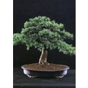 TROPICA Lebanese Cedar - 1 Pkg
