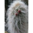 TROPICA Old Man of the Andes - 1 Pkg