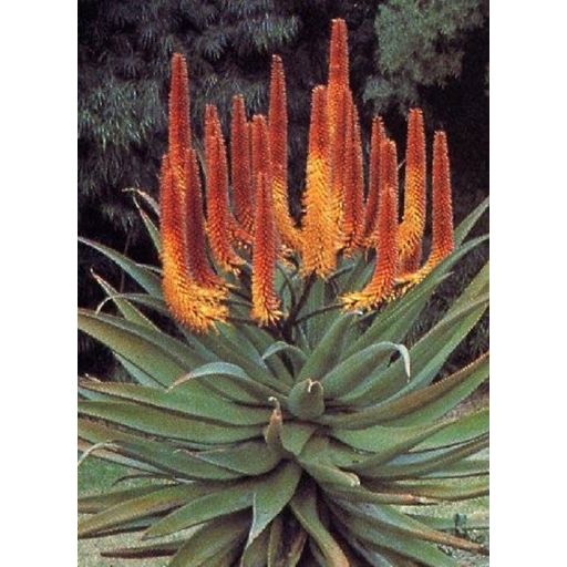 TROPICA Feuer-Aloe - 20 Korn