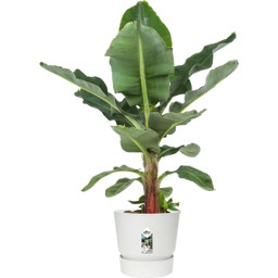 elho greenville okrogel cvetlični lonec 47 cm - Bela