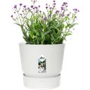 elho greenville Planter Round 20cm - White