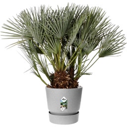 elho greenville Planter Round 40 cm - Living Concrete