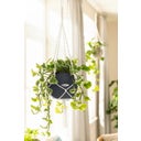 Lechuza PURO Color 20 + Macramé - Slate Grey