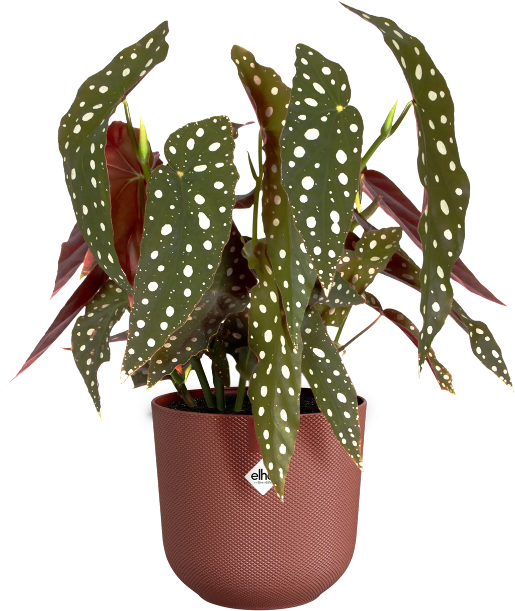 elho jazz rund 19 cm - toskanisches rot