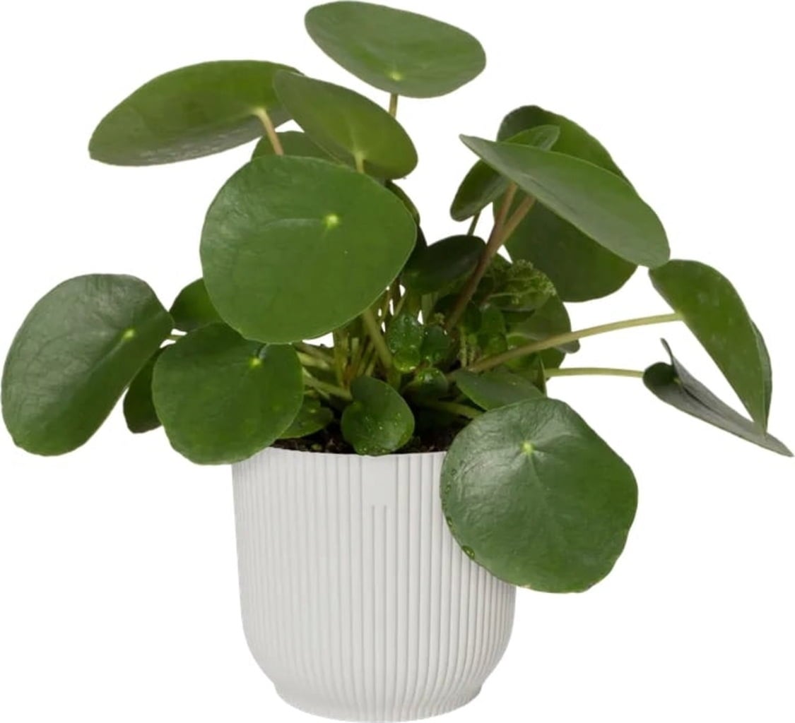 VIBES FOLD Rond Blanc Soie 18 cm & Système d'Auto-Arrosage - 1 kit