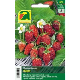 AUSTROSAAT Fraise des Bois 