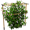 Gusta Garden Berry Buddy - Breite 240cm