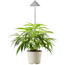 Venso CANNA SUNLiTE LED lampa do roślin 30 W