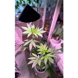 Venso CANNA SUNLiTE LED Växtlampa 30 Watt