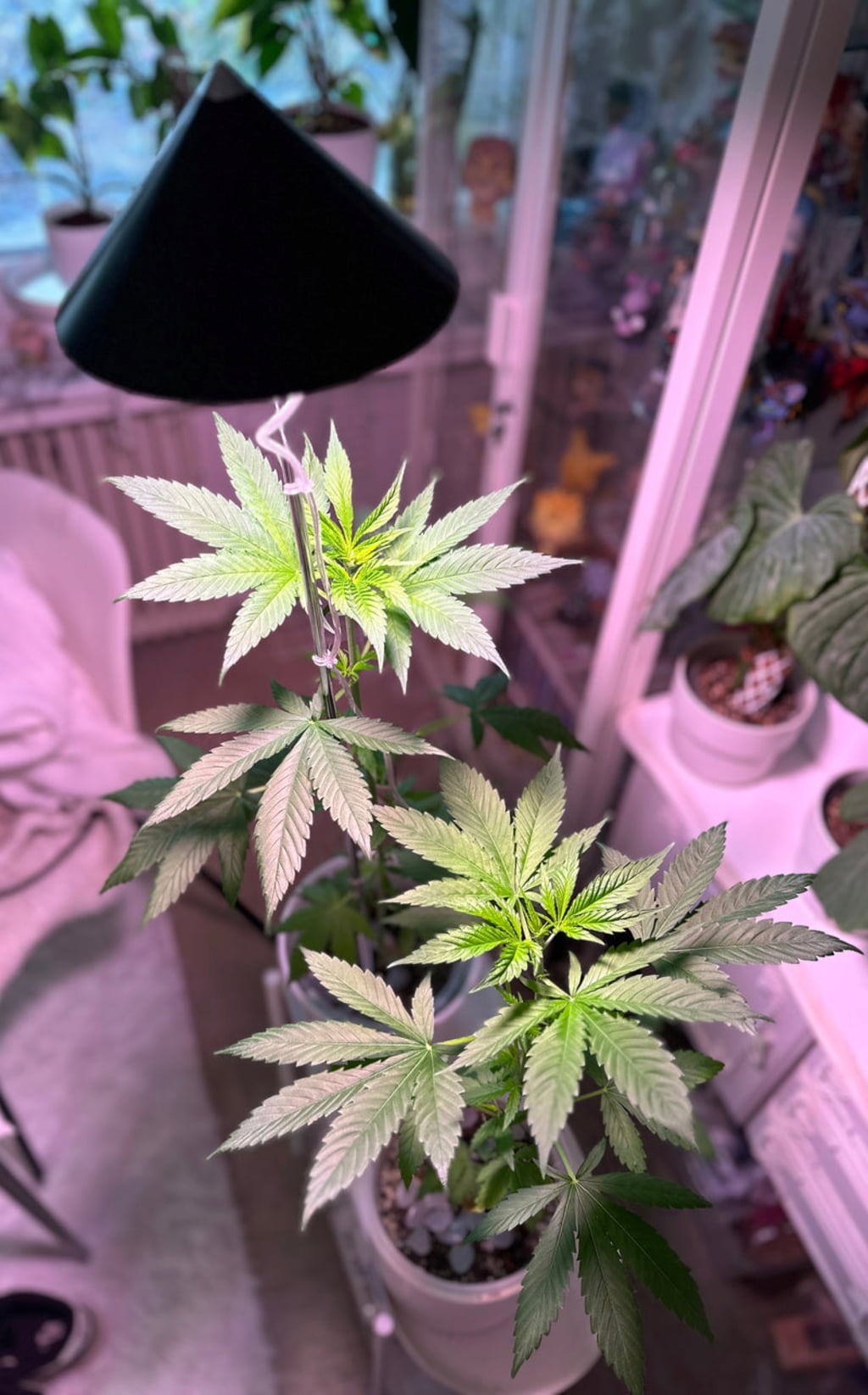 CANNA SUNLiTE Lampe LED pour Plantes 30 watts